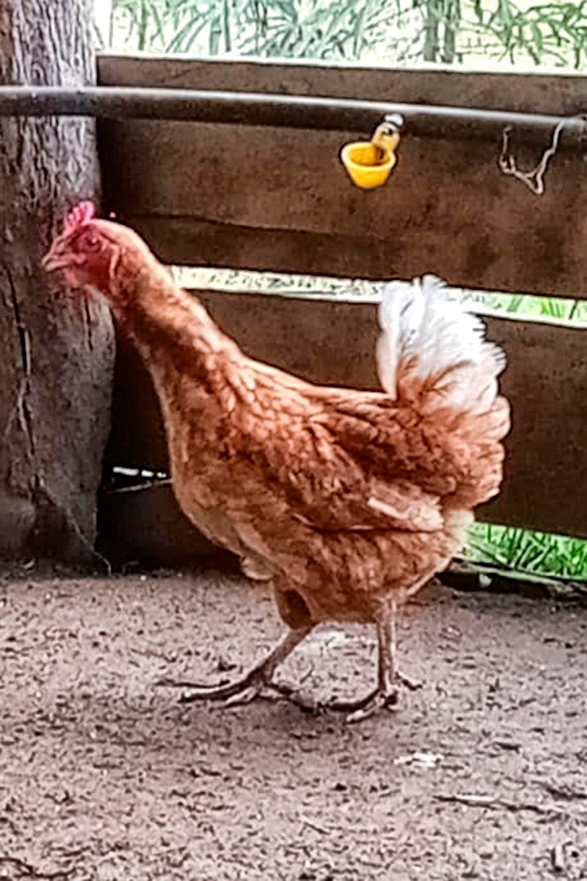 WhatsApp Image 2025-04-03 at 7.35.42 PM copia.jpg